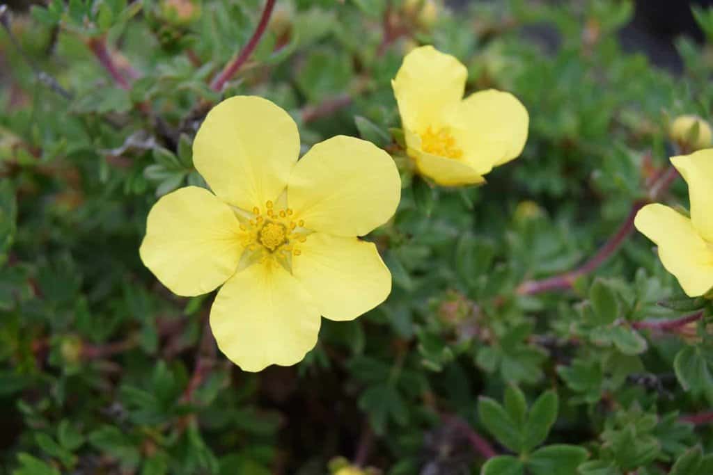 Potentilla fruticosa 'Elizabeth' 20-30 cm